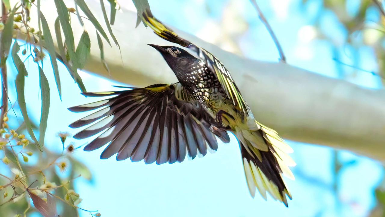 The rare regent honeyeater has been spotted in Highfields Falls bushland north of Toowoomba. Photo courtesy of Tony Bond