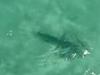 Twist as shark shuts down iconic beach