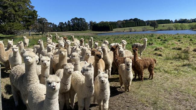 Some of the 1200 alpacas Rubey Williams has on her property in Berrima.