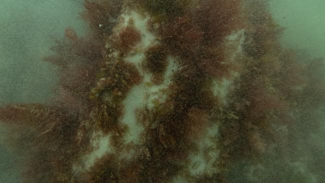 Part of the windlass was found protruding from the seabed. Image: Ruud Stelten.