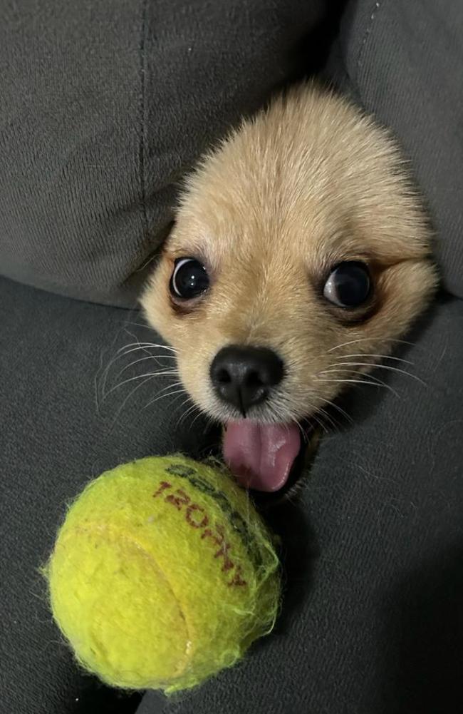 Is it a a seal or a dog? Louis likes to hide under the sofa, but when the ball gets taken away, he finds a way to get it back. Picture: Thas Ferreira/Comedy Pets