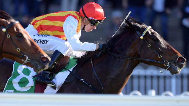 Washington Heights scored an impressive first-up at Rosehill Gardens last month. Picture: Simon Bullard