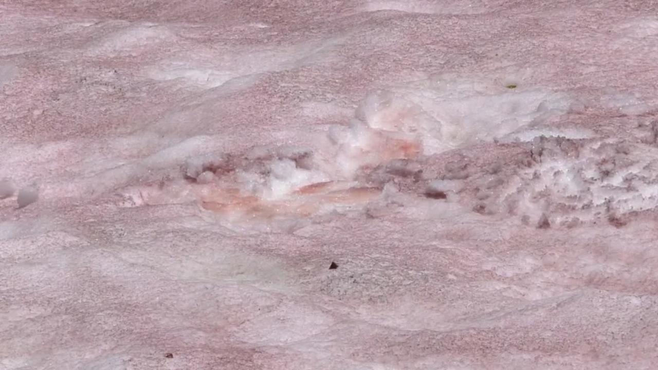 Watermelon snow – also known as pink snow – is caused when snow algae produce reddish pigments. Picture: KSTU