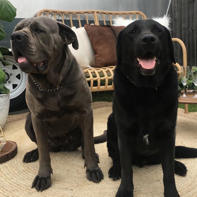 MACY GREY  MURPHY: These fur babies are gorgeous but don’t be fooled, they’re cheeky too. Their hobbies included digging holes and ripping washing off the line.