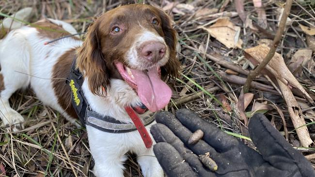 Koala detection dog Max is very happy at work finding koala scats.