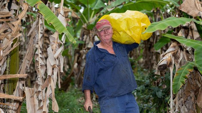 Ross Lindsay on his banana farm at Wamuran. Picture: Dominika Lis