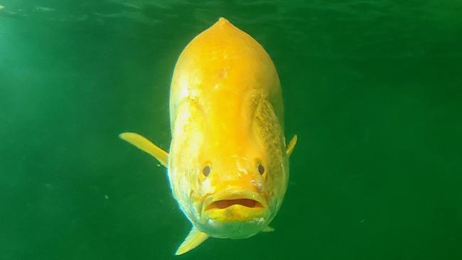 The extraordinary looking golden barramundi is prized in Asia above the regular barra. Picture: MainStream Aquaculture