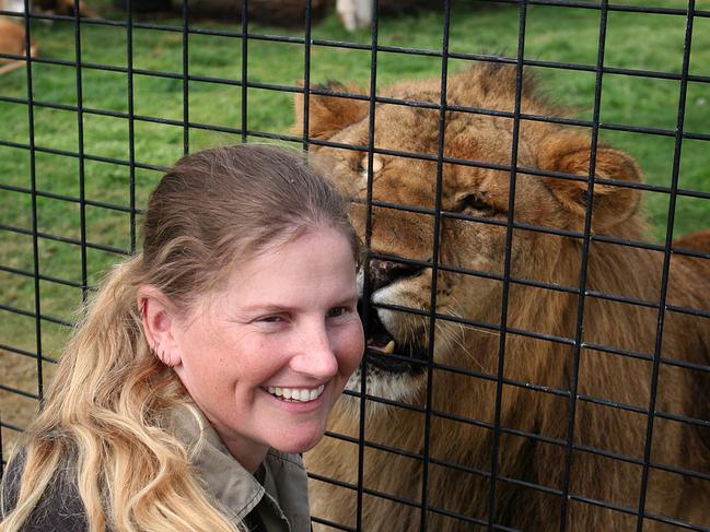 LEGAL WARNING, WARNING. WEEKEND TELEGRAPHS SPECIAL.  MUST TALK WITH PIC ED JEFF DARMANIN BEFORE PUBLISHING.  ZOO keeper Jen Brown talks exclusively with Cyd Mardon.  Jen back at work with Lion , Hulk  at the Central Coast Zoo. Picture Jeff Darmanin