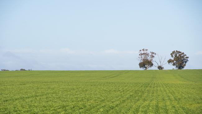 CROPS: Robert Ruwoldt cropping at KewellPictured: Generic barley crop. PICTURE: ZOE PHILLIPS