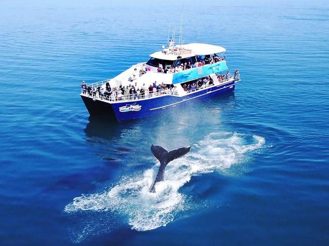 DON'T USE BEFORE JUNE 26, 2020 -  Holiday in Queensland -  Tasman Venture Whale watching tours from Hervey Bay Picture Supplied