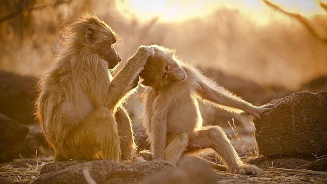 Female & juvenile Hamadryas Baboons grooming. Picture: John Brown. 