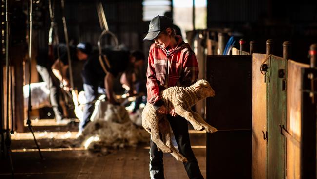 Todd helps during shearing. Picture: Matt Turner