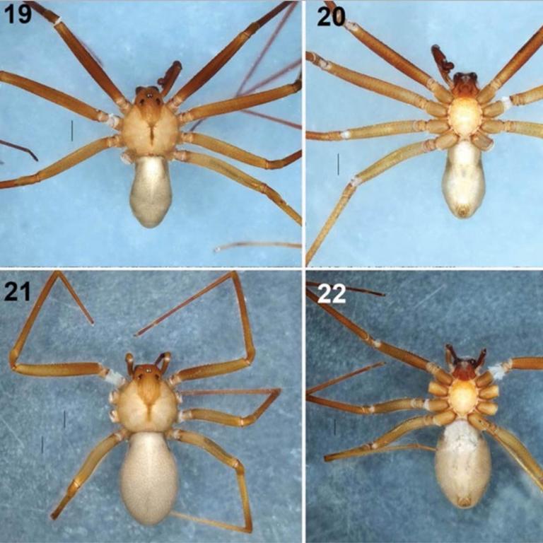 Flesh rotting Loxosceles Tenochtitlan spider discovered in Mexico ...