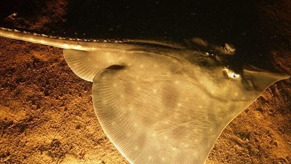 Maugean skate, an endangered species photographed in Macquarie Harbour.