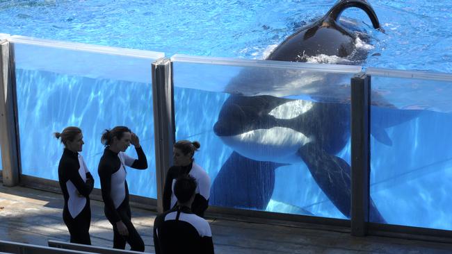 Orca whale Tilikum, right, watches as SeaWorld Orlando trainers take a break during a training session at the theme park's Shamu Stadium in Orlando in 2010.