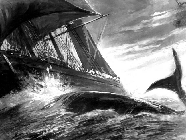 An illustration of Moby Dick attacking Captain Ahab’s ship based on Herman Melville’s book.