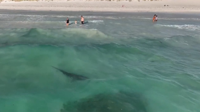 Horrifying moment tiger shark swims close to family at Perth beach