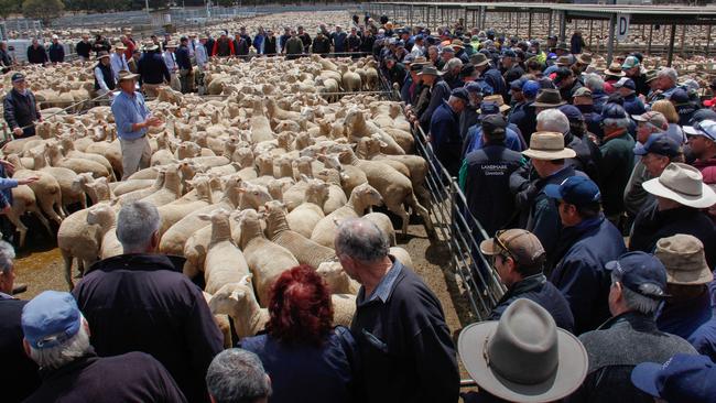 Downward trend: Crowded scenes like this in Bendigo at a record-breaking store sale are a distant memory at this week’s prime market, where it was rare for pens to make $200.