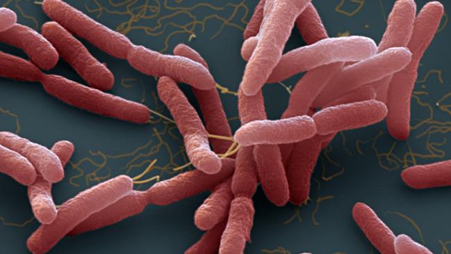 Burkholderia pseudomallei. A bacteria which cause melioidosis, a disease spread through contaminated water and soil.