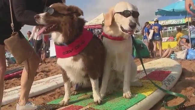 Dogs go surfing at Flagler Beach