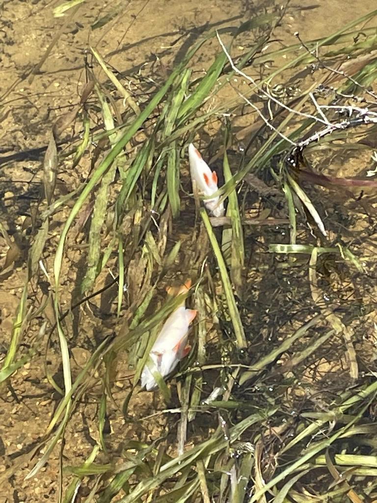 Redfin and rainbow trout fish were reportedly found. Picture: Facebook / Scott Whitby