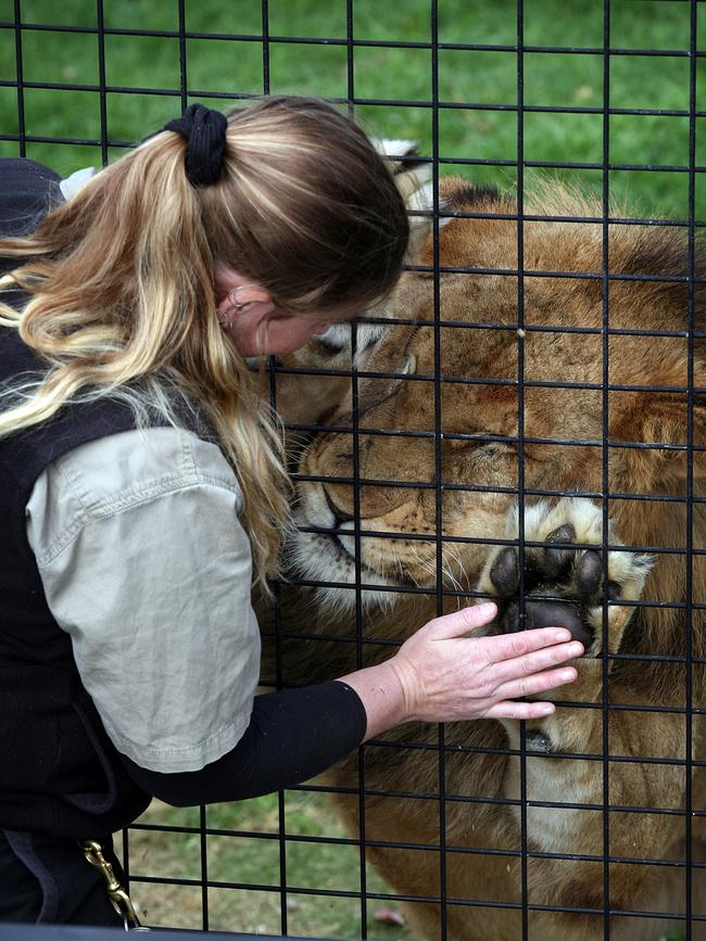 Looking after lions is what gives her oxygen. Picture Jeff Darmanin/Saturday Telegraph exclusive pic