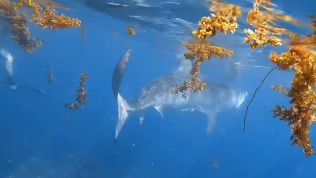 The tiger shark grabbed a fish attacked to the spear fishers float line and dragged Jasmine Warneford about 10m underwater Picture: Facebook