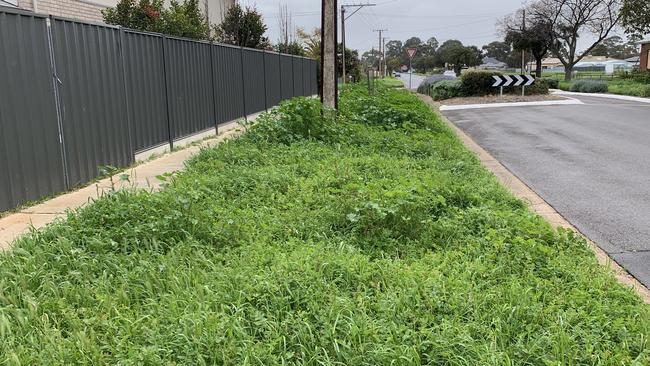 Another unmowed Charles Sturt Council verge on Hammond Rd, Findon. Photo: Caleb Bond