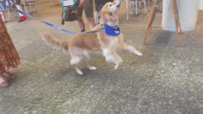 Guard of honour for beloved Sunshine Coast therapy dog