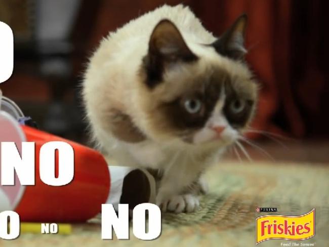 Grumpy Cat in a Friskies ad.