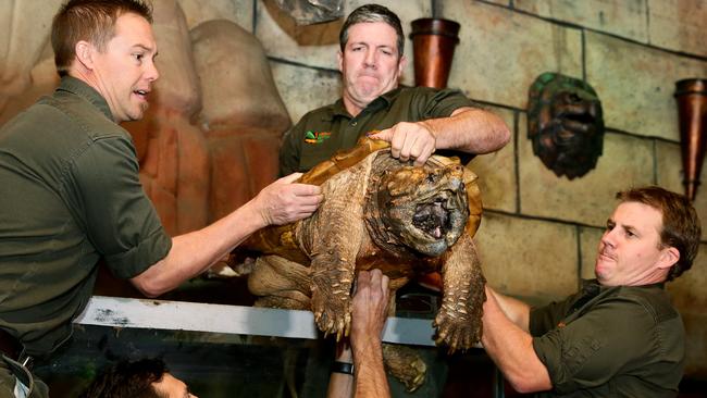 Tim Faulkner, Dan Cass, Mike Drinkwater and Billy Collett remove Leonardo from his enclosure. Picture: Peter Clark