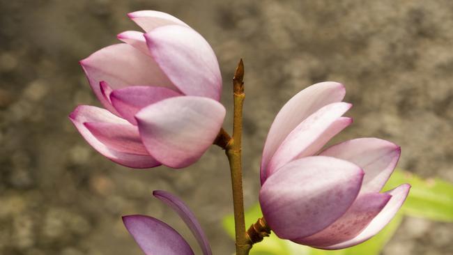 Magnolia 'Fairy Blush'