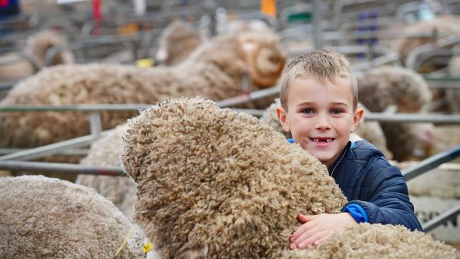 Blake Hamilton, 7, showing his grandfather (Norm Weir)'s ram from Kerrilyn Stud. Picture: Zoe Phillips