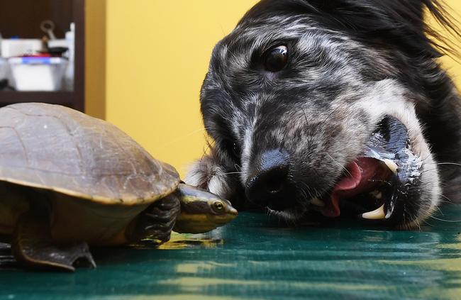This yellow-faced turtle was found fighting with a dog in a Marlow Lagoon backyard. Picture: Katrina Bridgeford