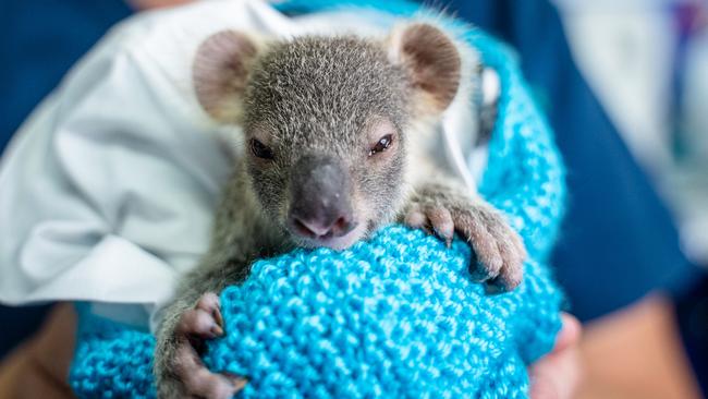 Katia was weighed less than 300 grams when she was found on the cold ground. Photo: Peter Wilson