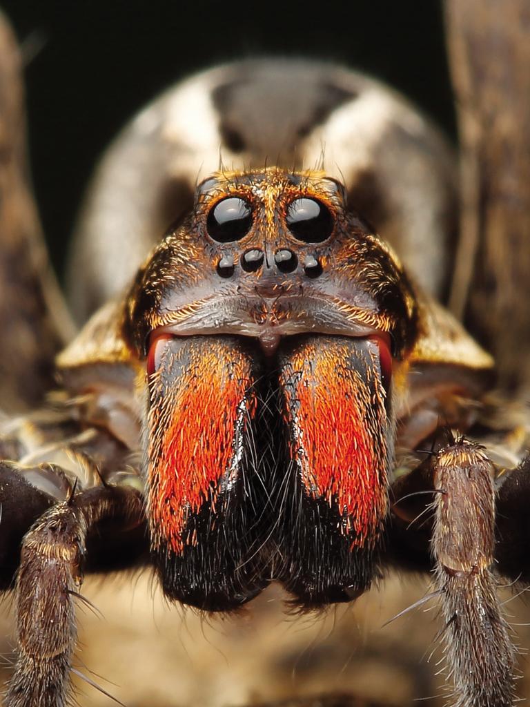 Eyes of the wolf - Wolf Spiders (Lycosidae) are fastmoving hunters that run down their prey. They have excellent eyesight with six forward facing eyes and another two large eyes on the back of the head, giving them extensive visual coverage. Image from the book, Minibeasts by Alan Henderson. Picture: Minibeasts/Alan Henderson Minibeasts, is available from www.exislpublishing,com and wherever incredible books are sold.