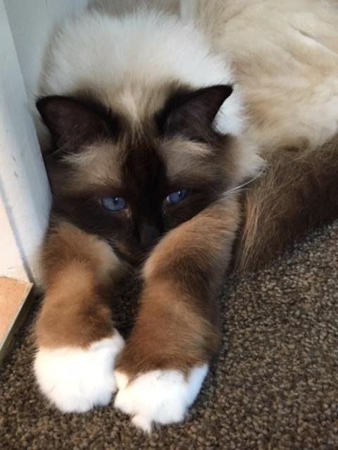 Molly: She may be playing peek-a-boo behind her paws, but there’s no hiding how cute this kitty is.