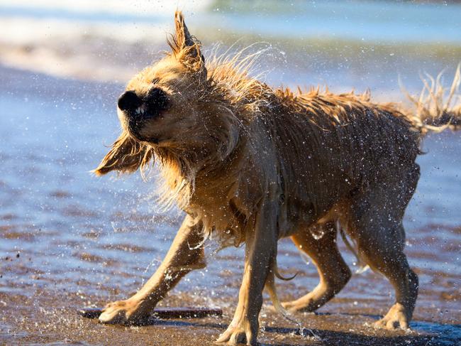 golden retriever shaking off water in the sunshine standing by the ocean