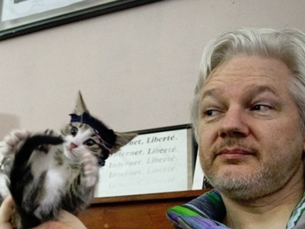 There was no news in the court about Assange’s cat. Picture: Supplied