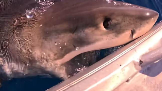 A Great White shark circled a boat off the Sunshine Coast before biting it.