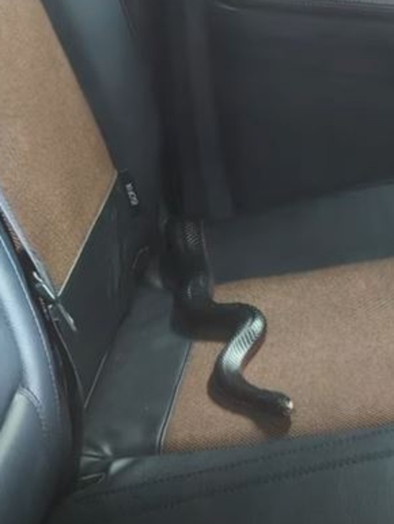 Ms Kournelis found it on the back seat of her car. Picture: Channel 10