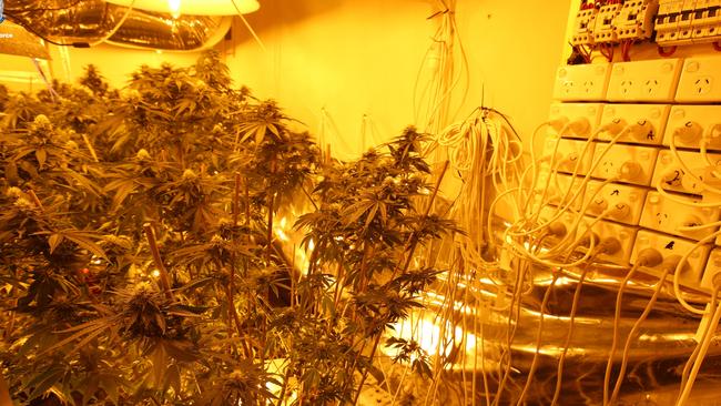 Police seized 168 cannabis plants from the Heckenberg property. Picture: NSW Police