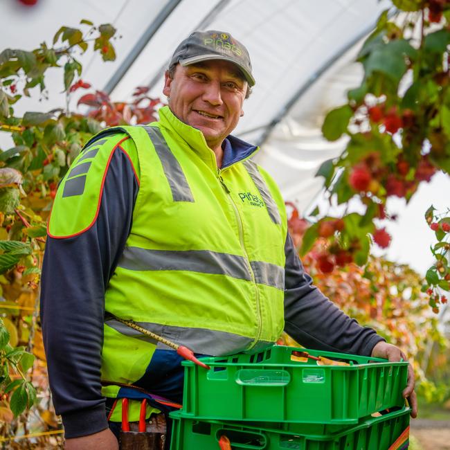 Assistant berry farm manager Jim Eastley harvests raspberries at Orielton.