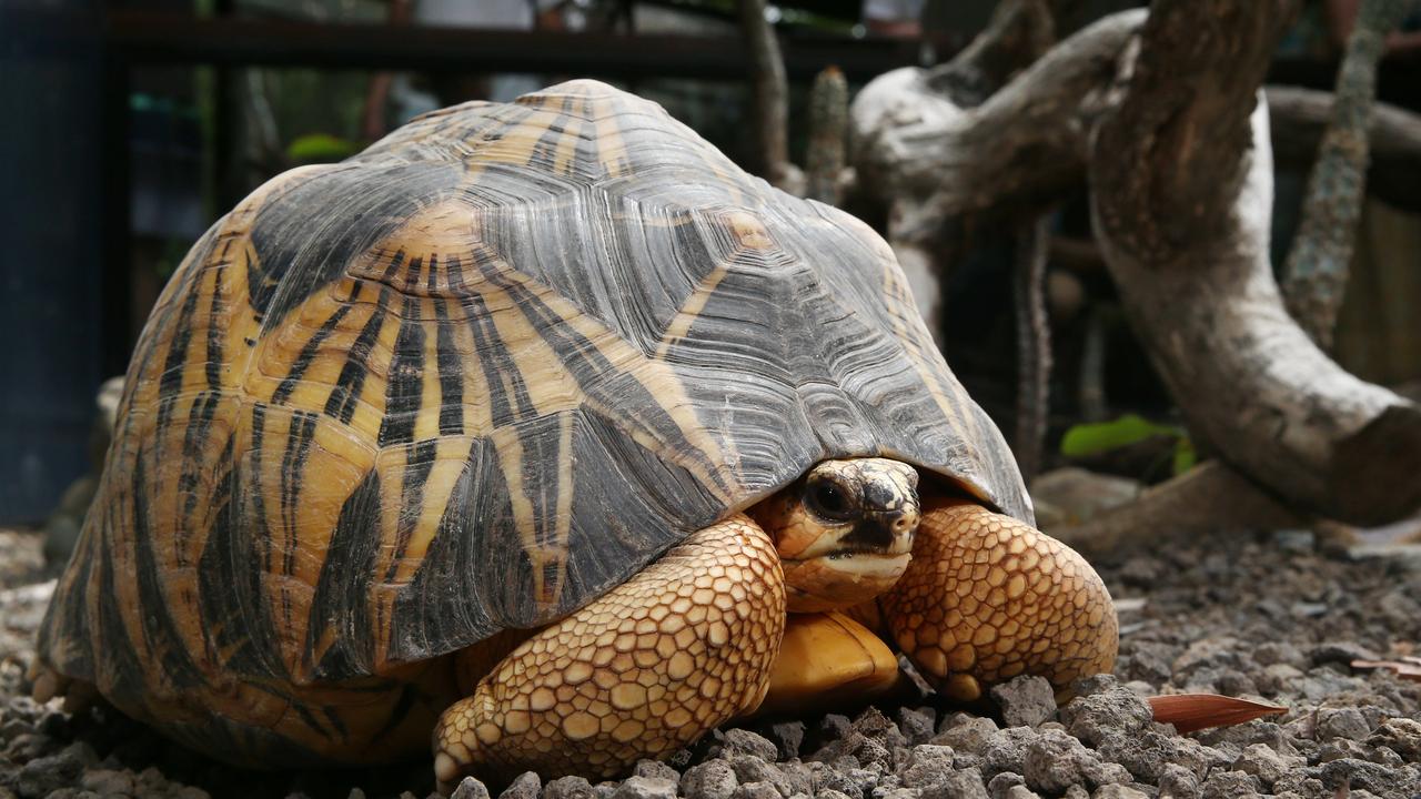 Cairns Animals: North Queensland Wildlife Trust Rescues Radiated 