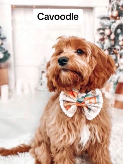 Mr Boateng said cavoodles are quite anxious. Picture: TikTok@apexdogtraining