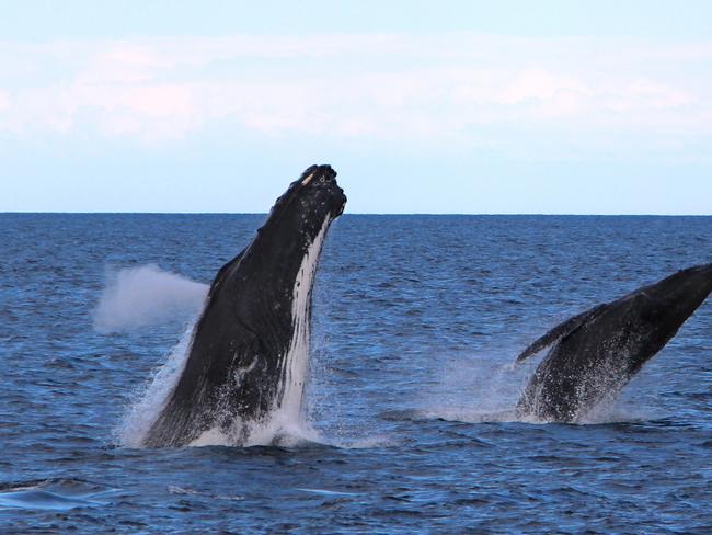 A mother and calf pictured off the Gold Coast. Picture:David Robertson/ Sea World Whale Watch