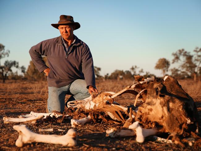 Farmer Jon Pocknell recently sold 3000 sheep to pay for hay to feed prize breeders alive. And if rain doesn’t come soon, he’ll have nothing left. Picture: Sam Ruttyn