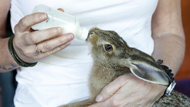 Dee Kingston holds the baby hares (leveret's) at feeding time. Pics Tim Marsden