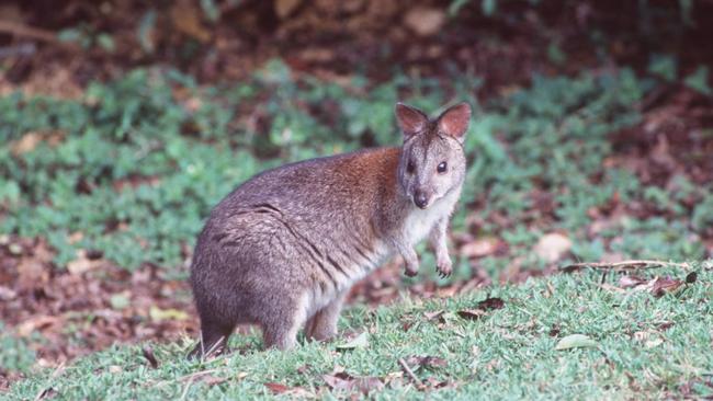 A red necked pademelon Picture: John McCann 