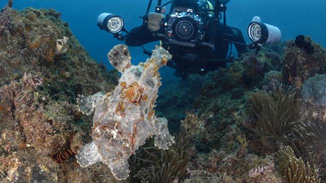 Believe it or not, that is actually a fish called a giant frogfish. Found at Cook Island, Tweed. Picture: Andy Wingate